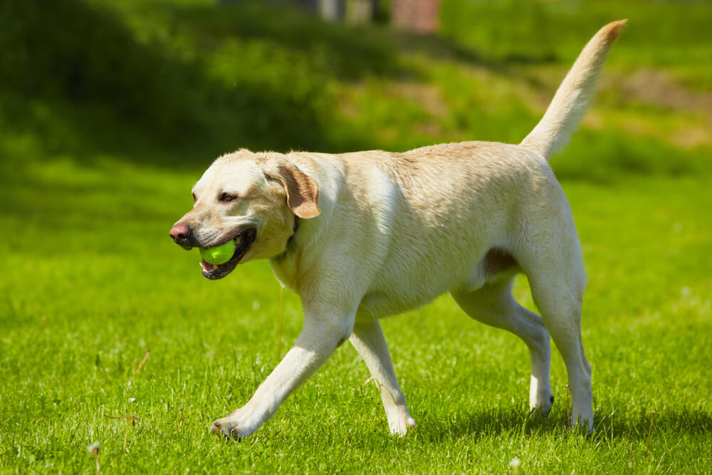 レトリーバー,マンボウやしろ