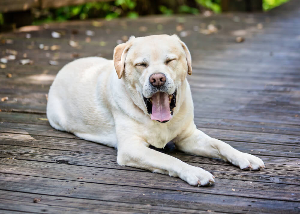 レトリーバー,マンボウやしろ
