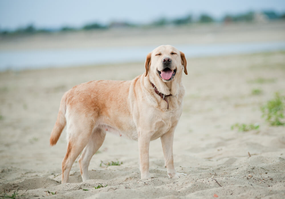 レトリーバー,マンボウやしろ
