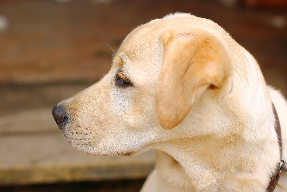 レトリーバー,マンボウやしろ