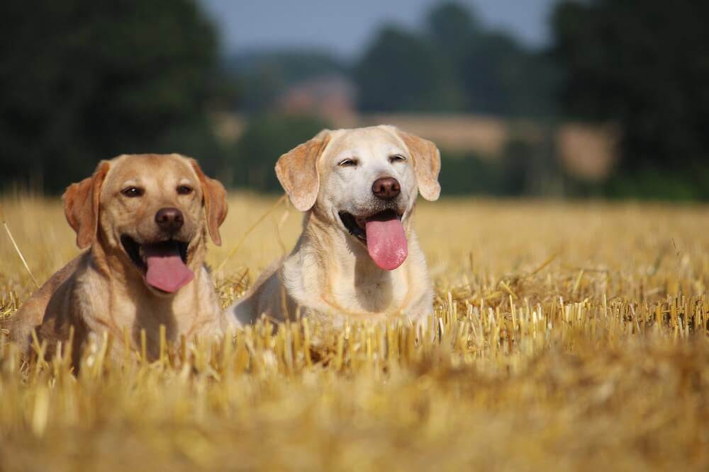 レトリーバー,マンボウやしろ