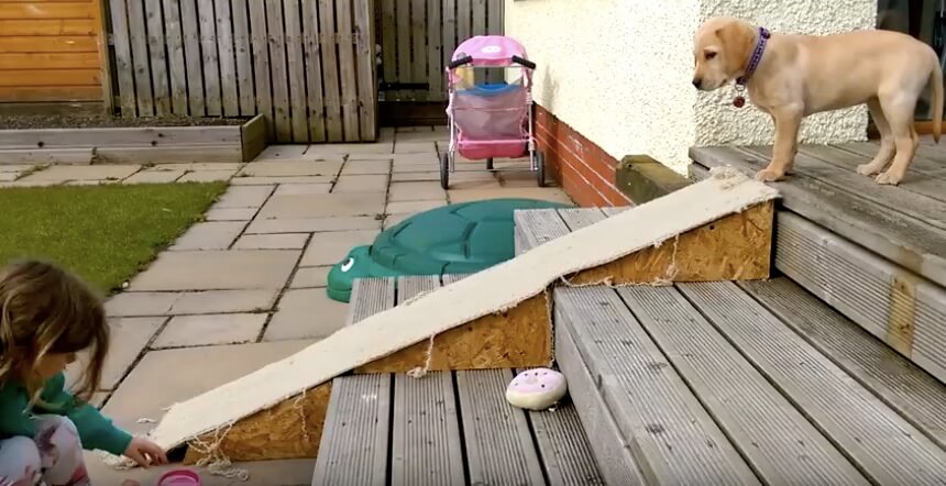 ラブラドールレトリーバー,動画