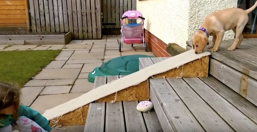 ラブラドールレトリーバー,動画