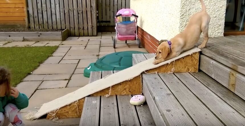 ラブラドールレトリーバー,動画