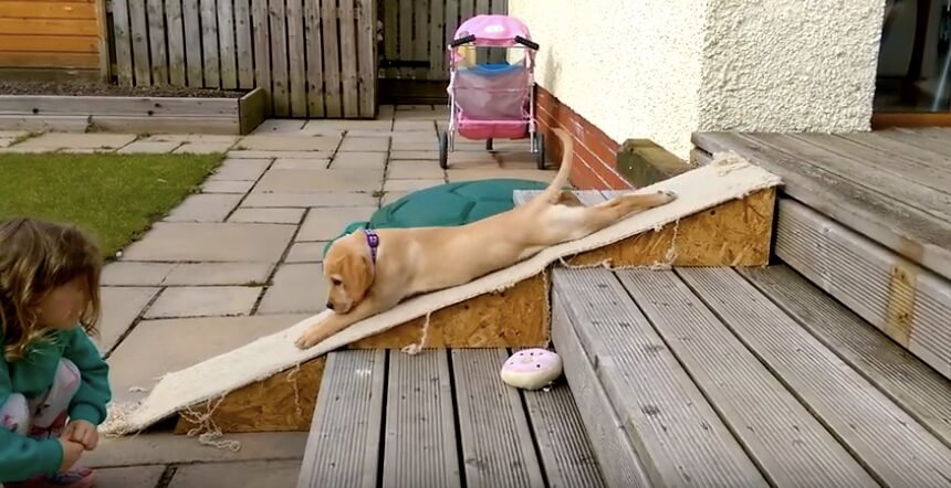 ラブラドールレトリーバー,動画