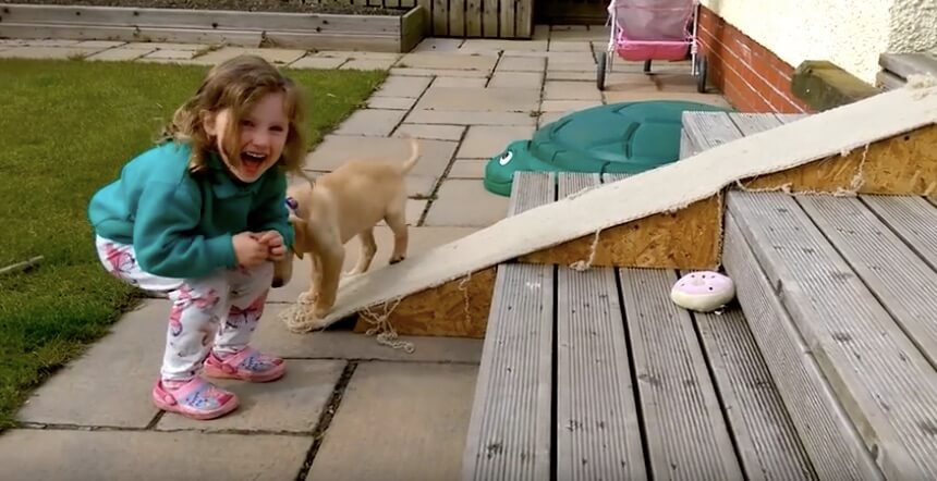 ラブラドールレトリーバー,動画