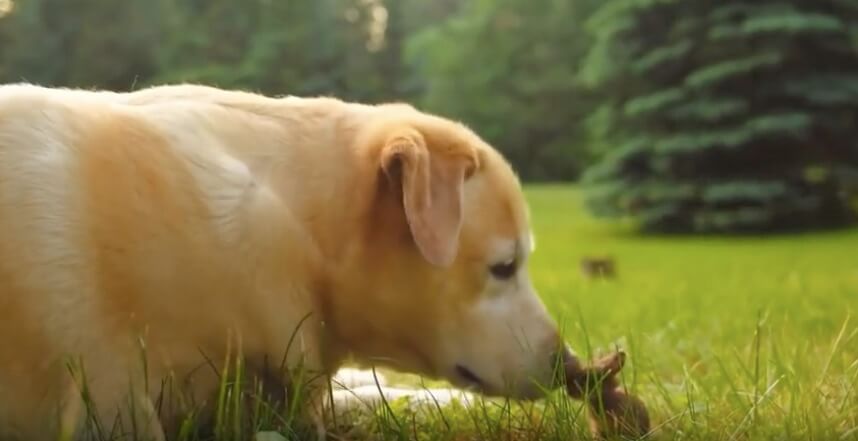 ラブラドールレトリーバー,動画