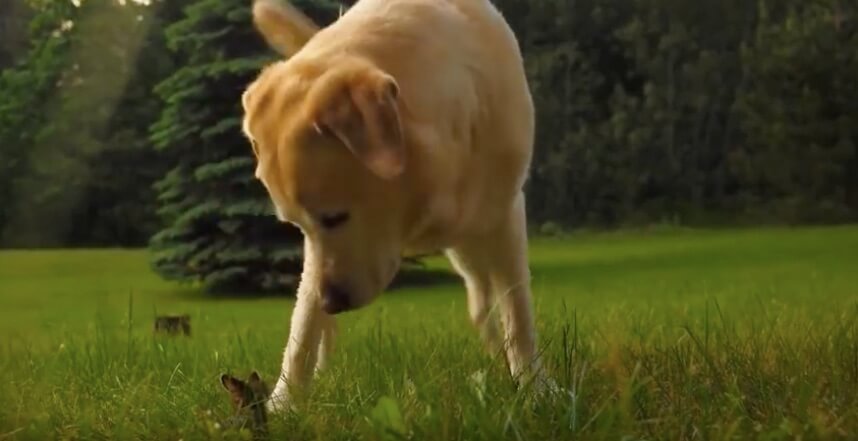 ラブラドールレトリーバー,動画
