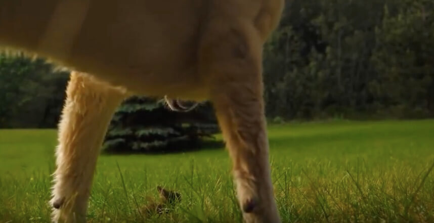 ラブラドールレトリーバー,動画