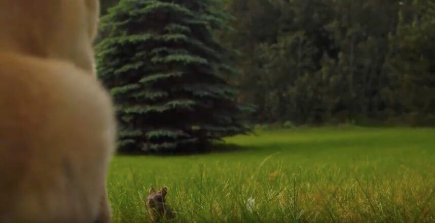 ラブラドールレトリーバー,動画