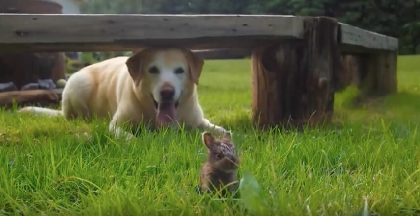 ラブラドールレトリーバー,動画