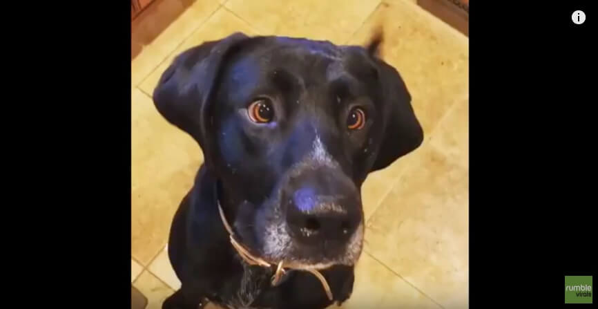 ラブラドールレトリーバー,動画