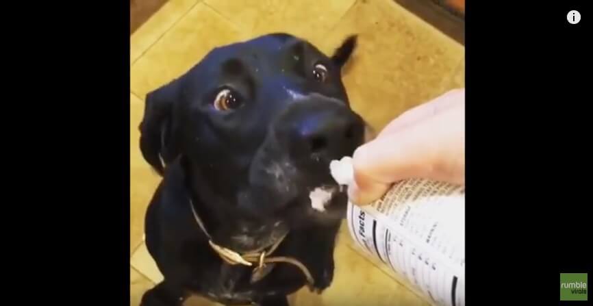 ラブラドールレトリーバー,動画