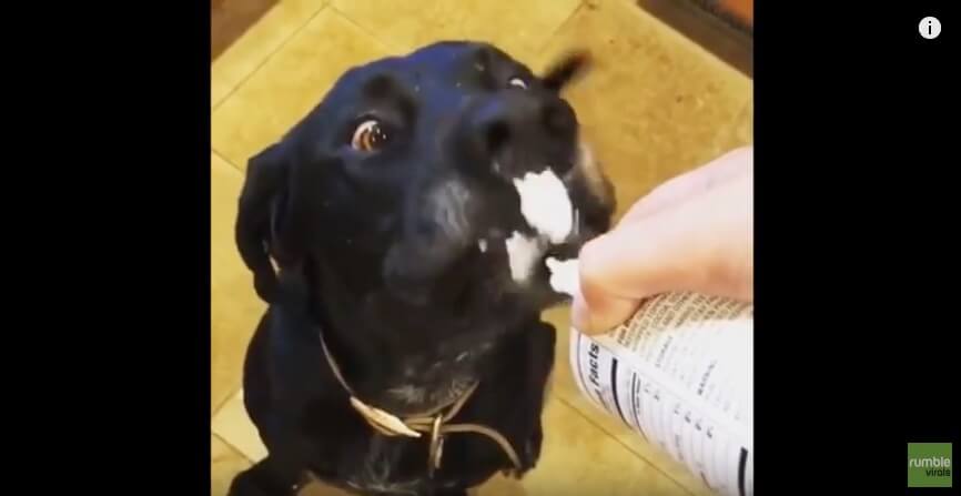 ラブラドールレトリーバー,動画