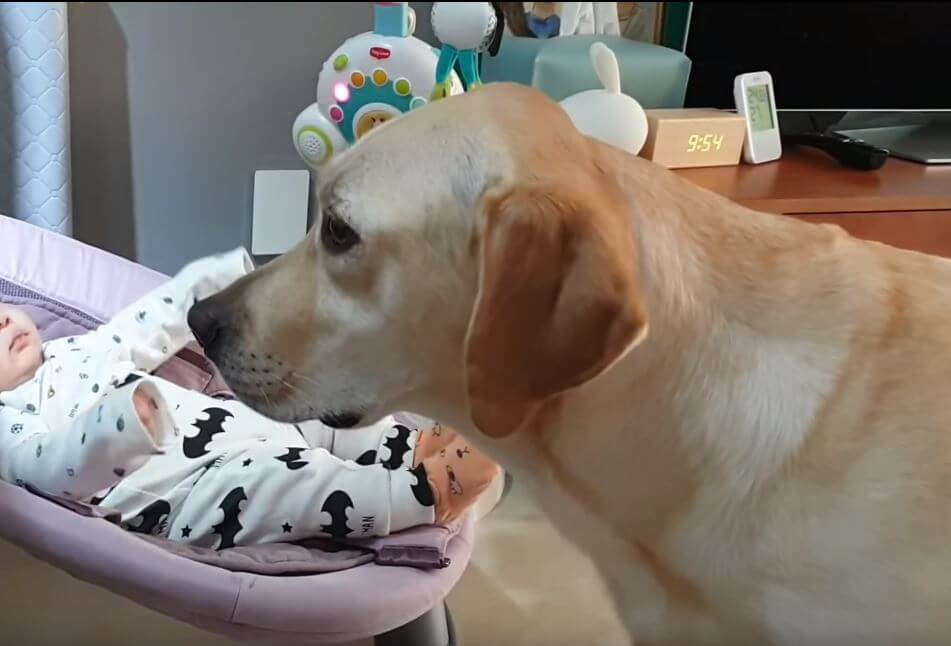 ラブラドールレトリーバー,動画