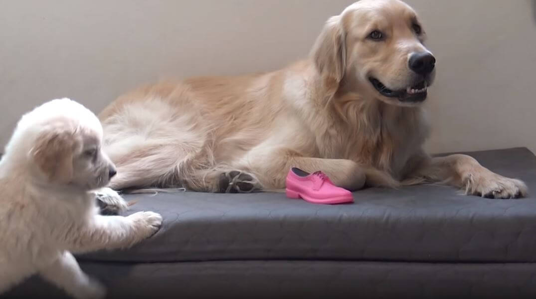 ゴールデンレトリーバー,動画