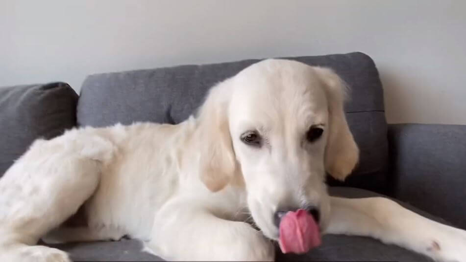 ゴールデンレトリーバー,動画