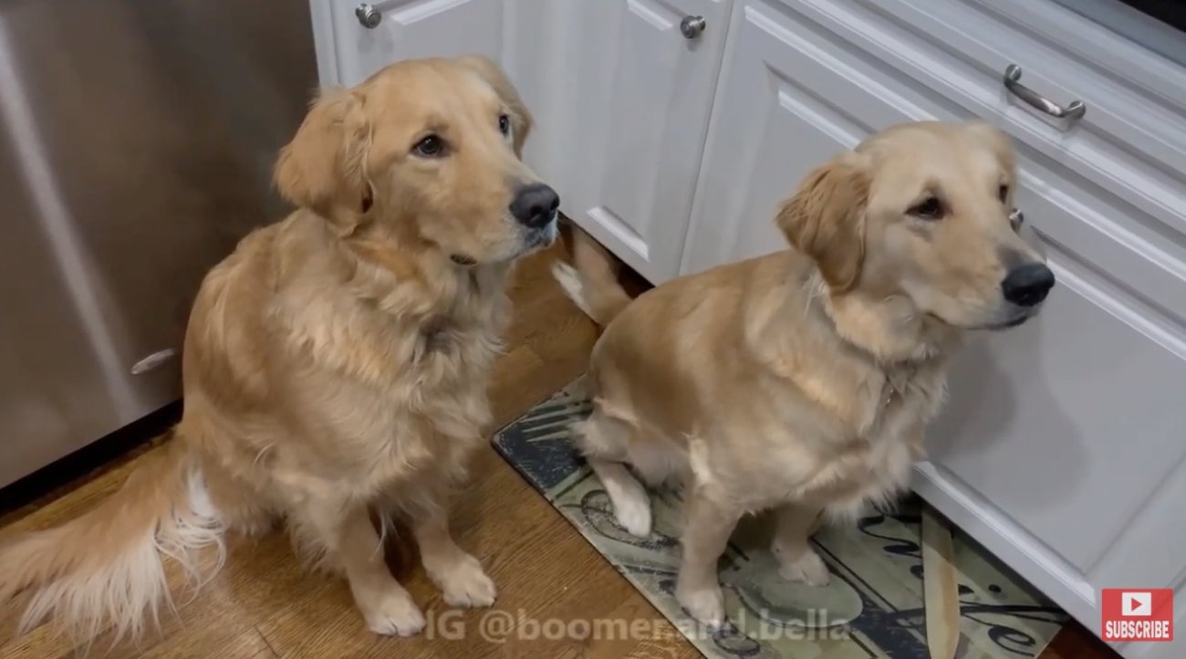 ゴールデンレトリーバー,動画