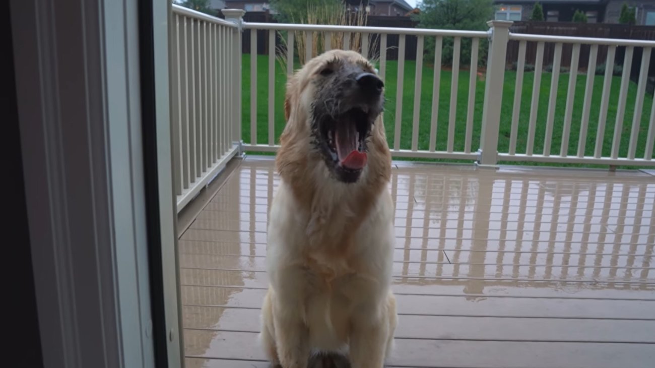 ゴールデンレトリーバー,動画