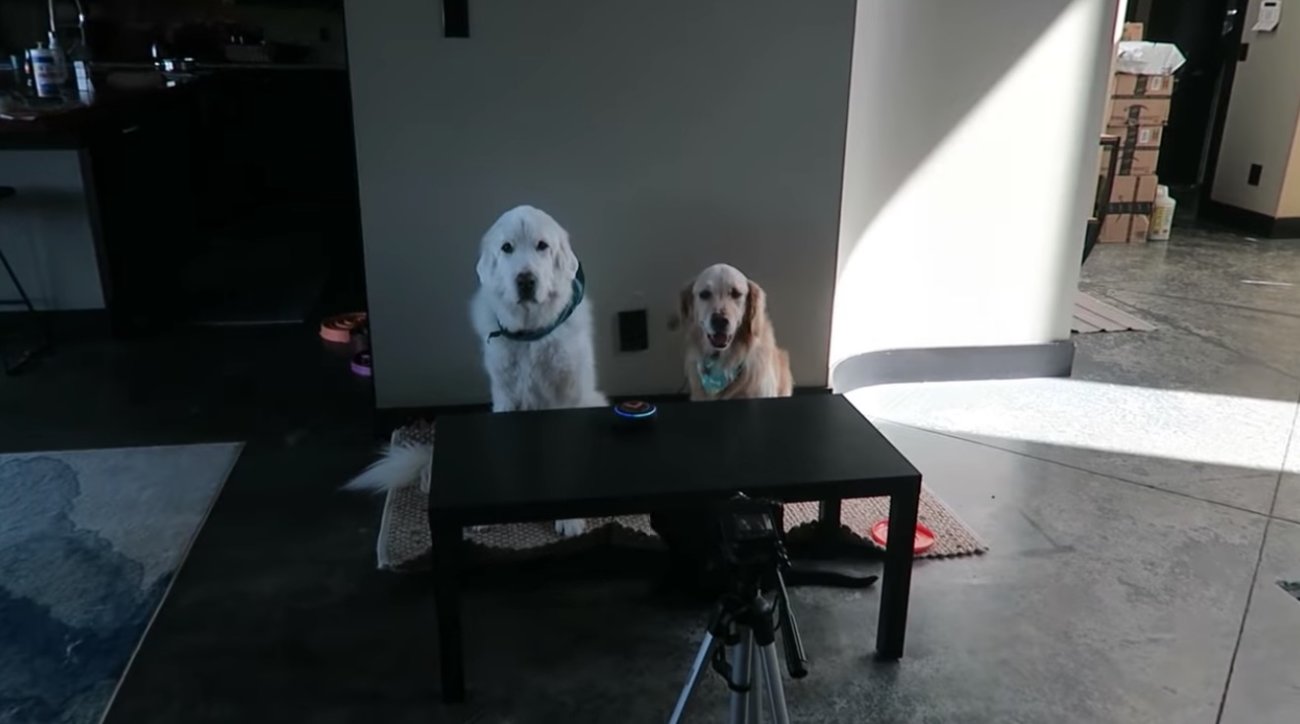 ゴールデンレトリーバー,動画