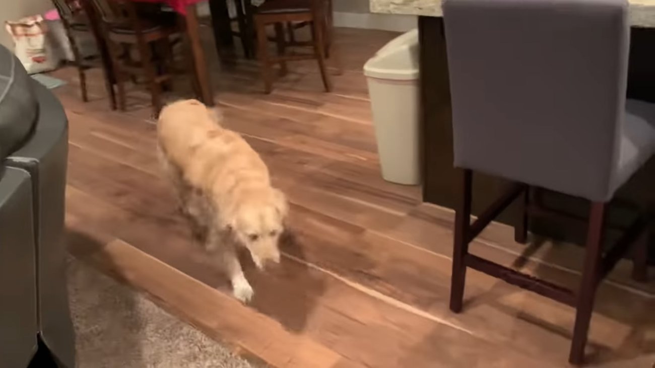 ゴールデンレトリーバー,動画