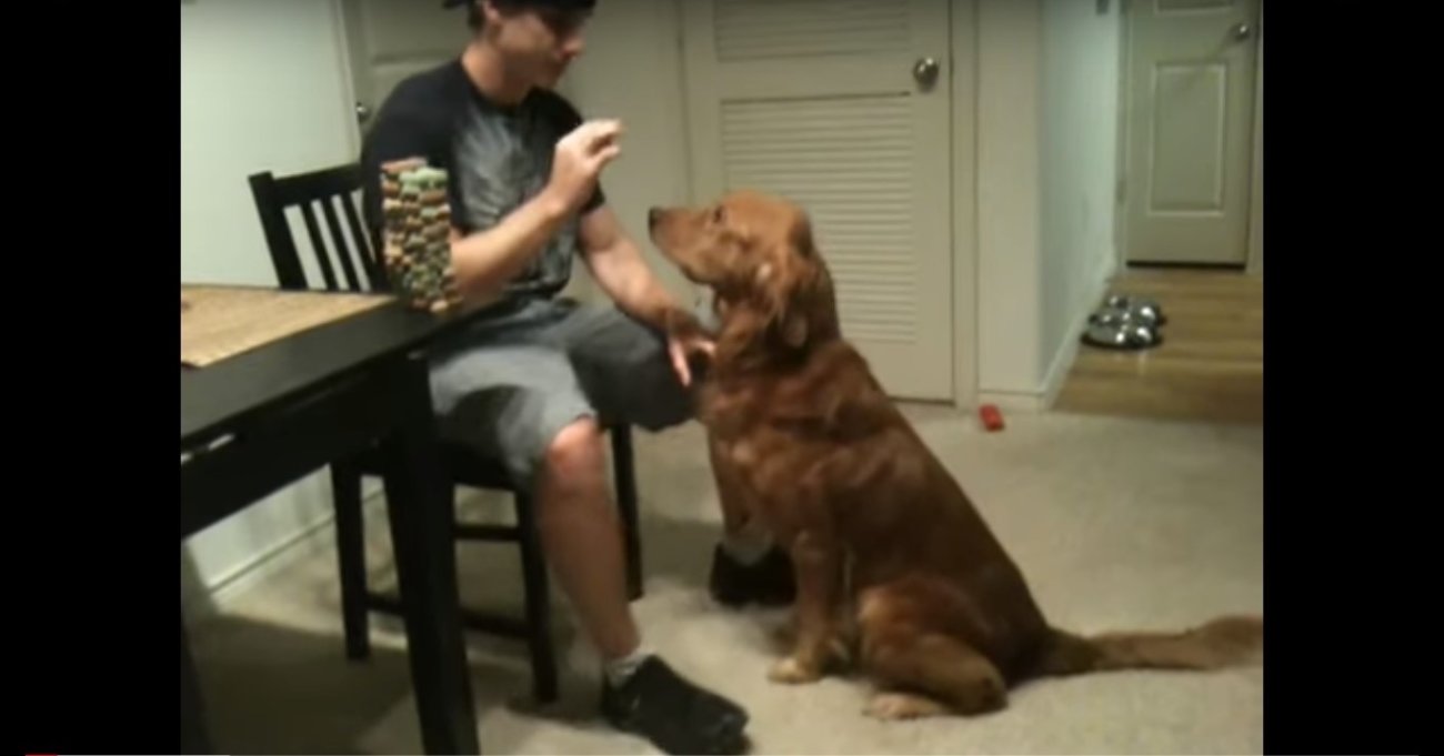 ゴールデンレトリーバー,動画