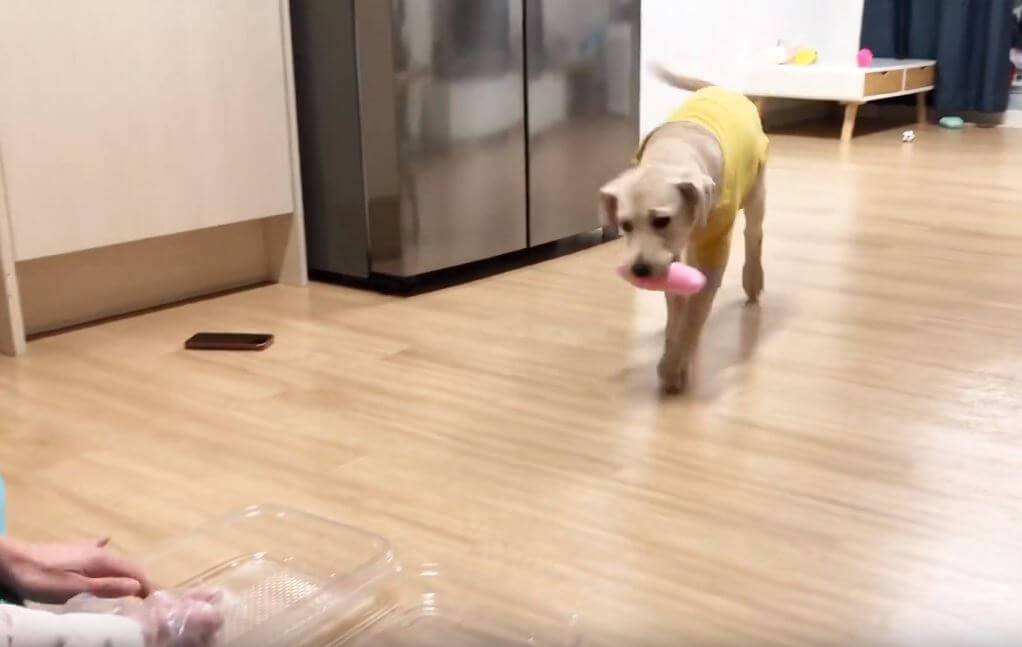 ラブラドールレトリーバー,動画