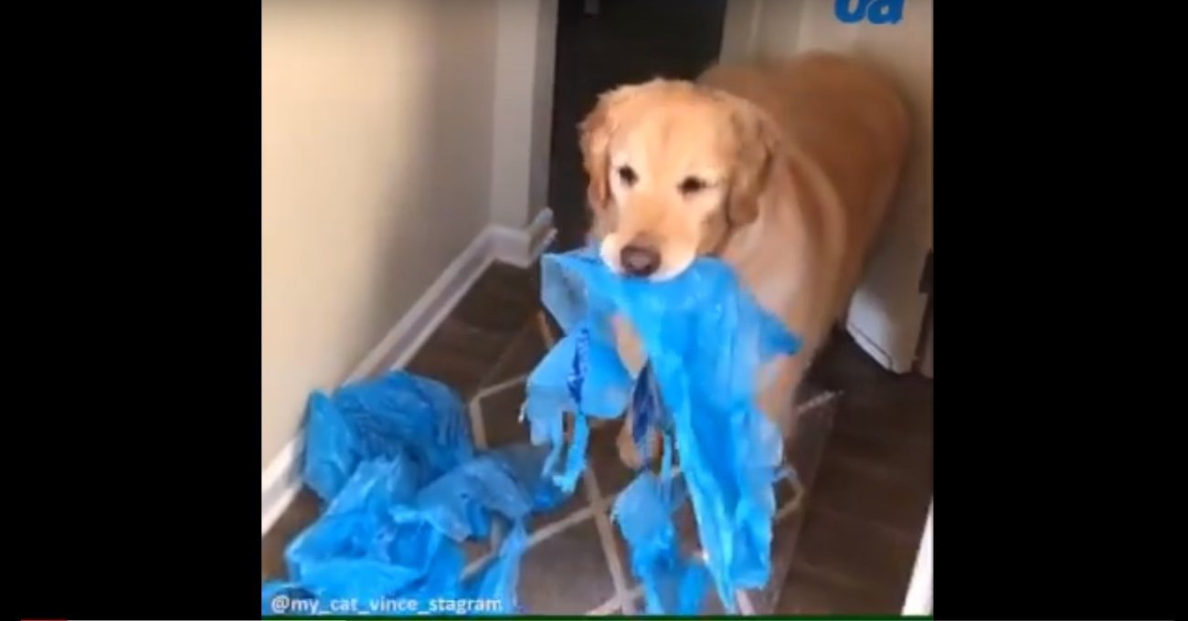 ゴールデンレトリーバー,動画