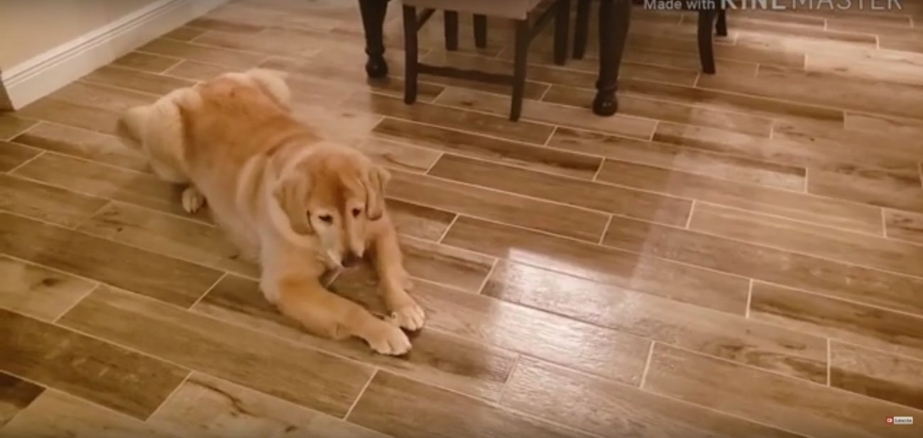 ゴールデンレトリーバー,動画