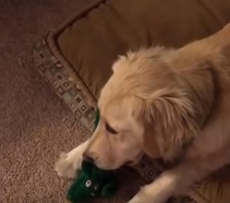 ゴールデンレトリーバー,動画