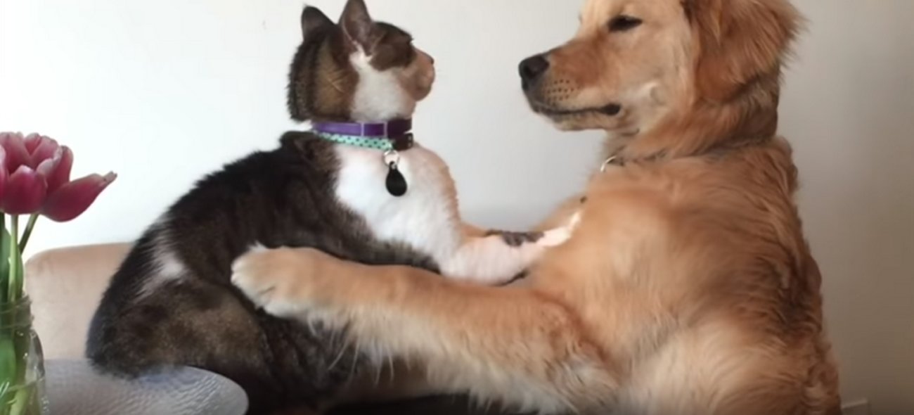 ゴールデンレトリーバー,動画