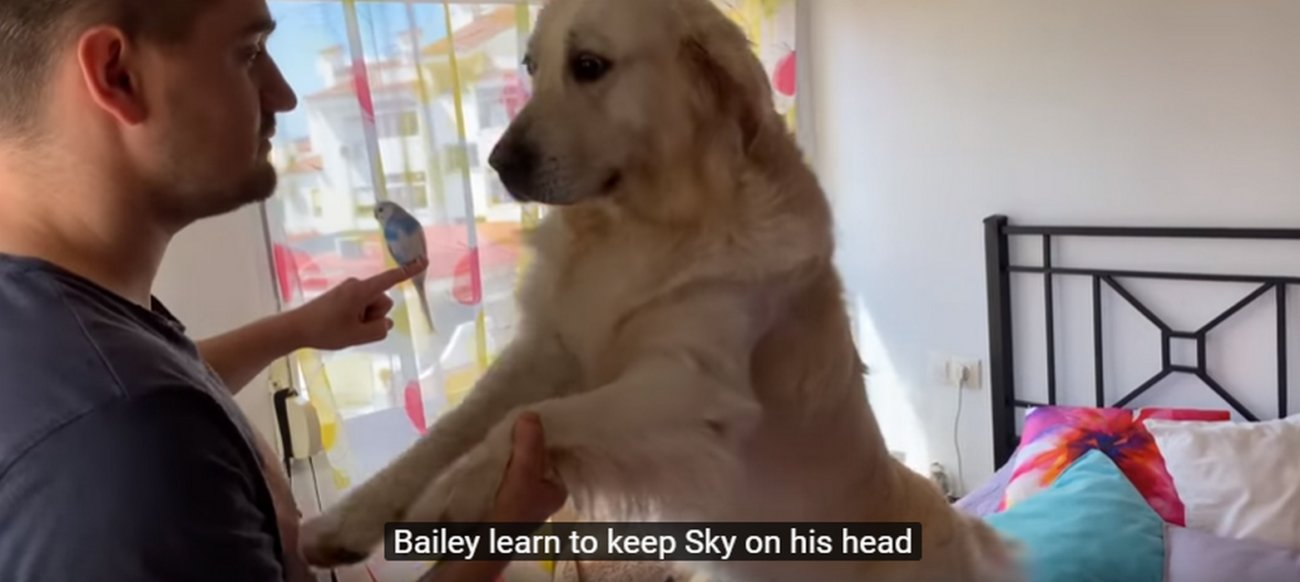 ゴールデンレトリーバー,動画