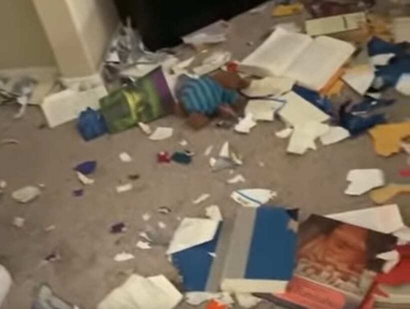 ゴールデンレトリーバー,動画