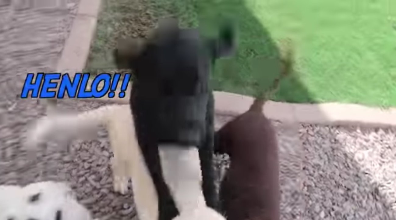 ラブラドールレトリーバー,動画