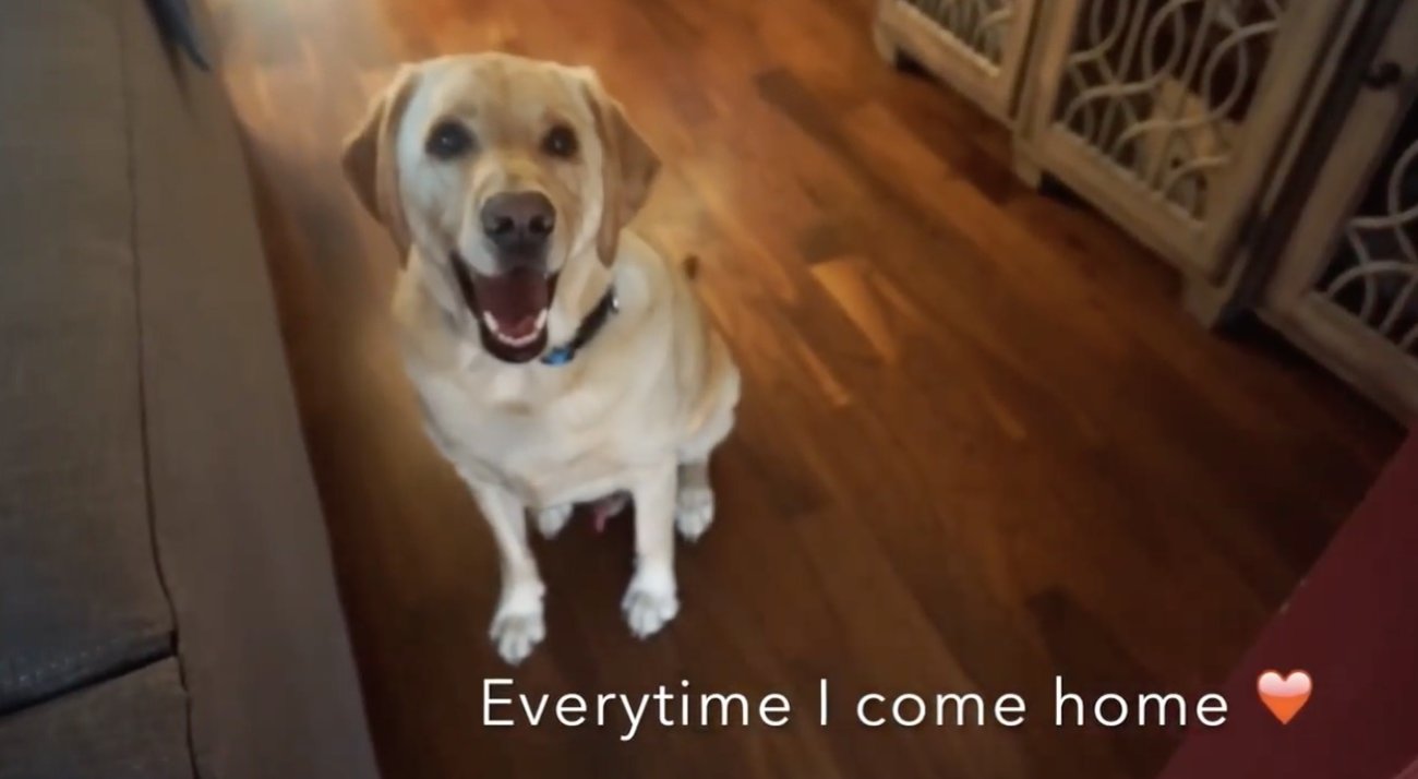 ラブラドールレトリーバー,動画