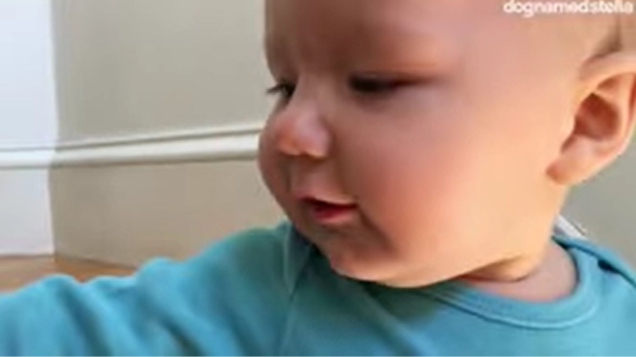 ラブラドールレトリーバー,動画