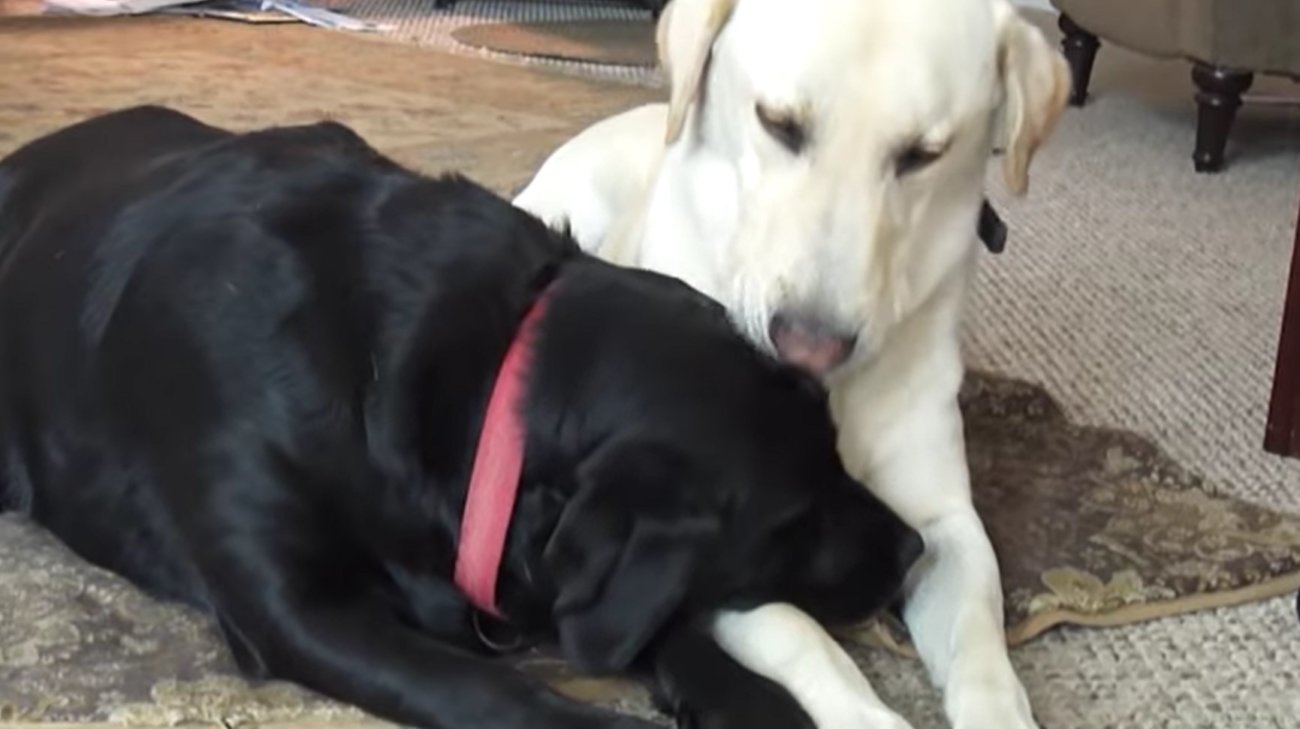 ラブラドールレトリーバー,動画