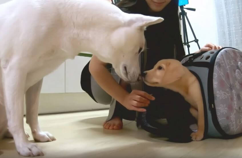 ラブラドールレトリーバー,動画