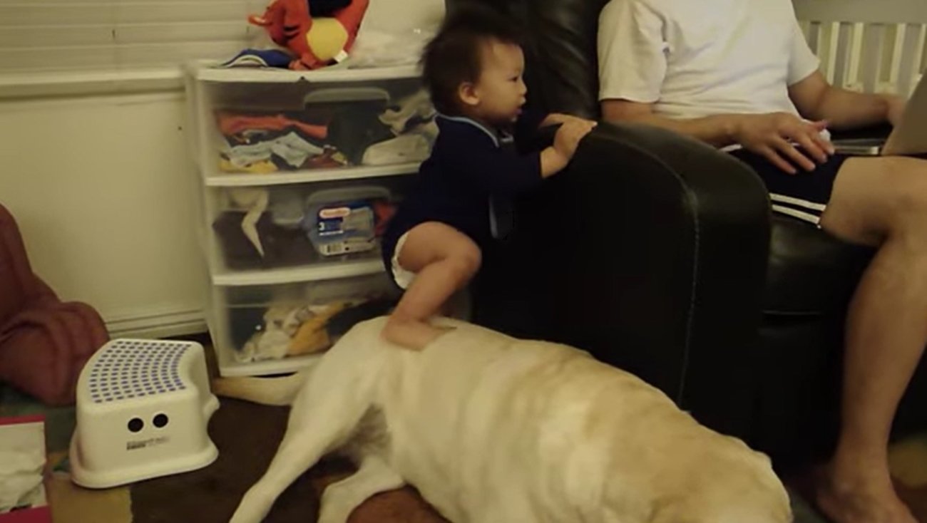 ラブラドールレトリーバー,動画