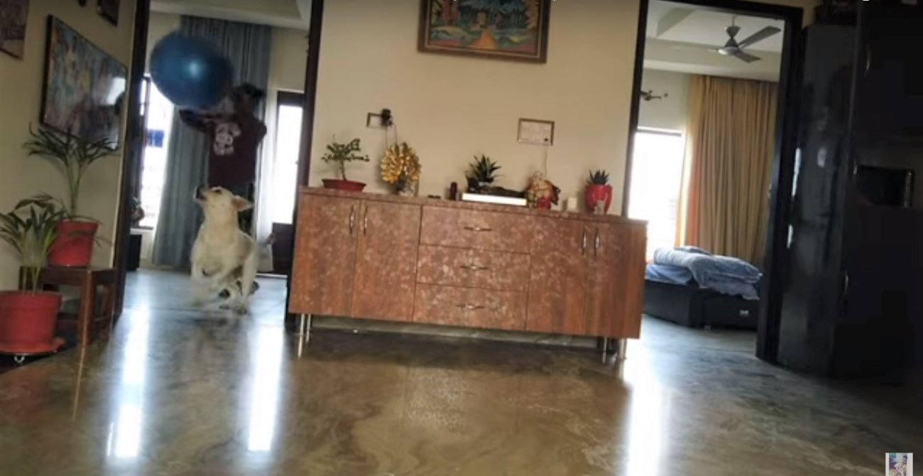 ラブラドールレトリーバー,動画