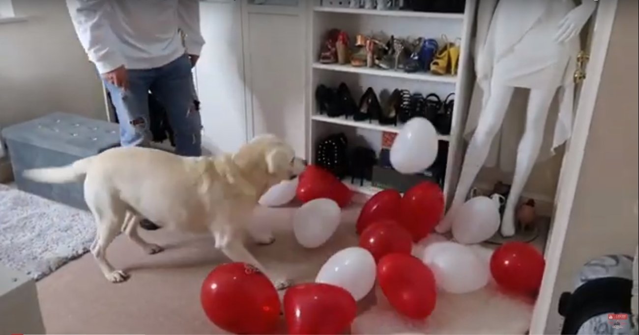 ラブラドールレトリーバー,動画