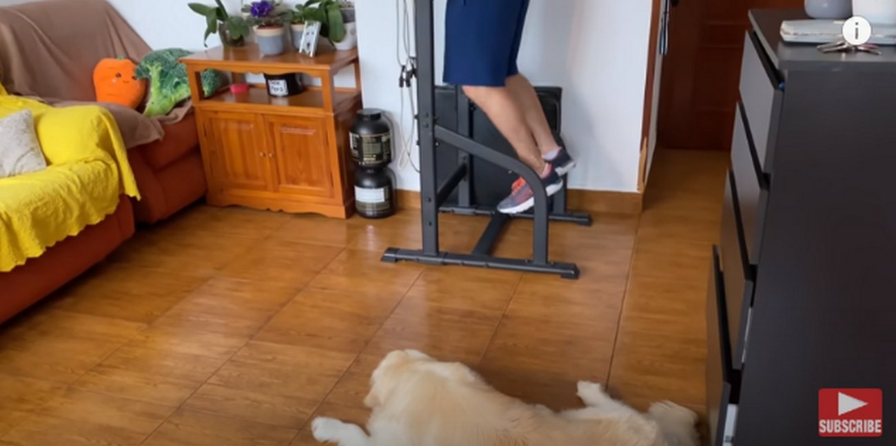 ゴールデンレトリーバー,動画