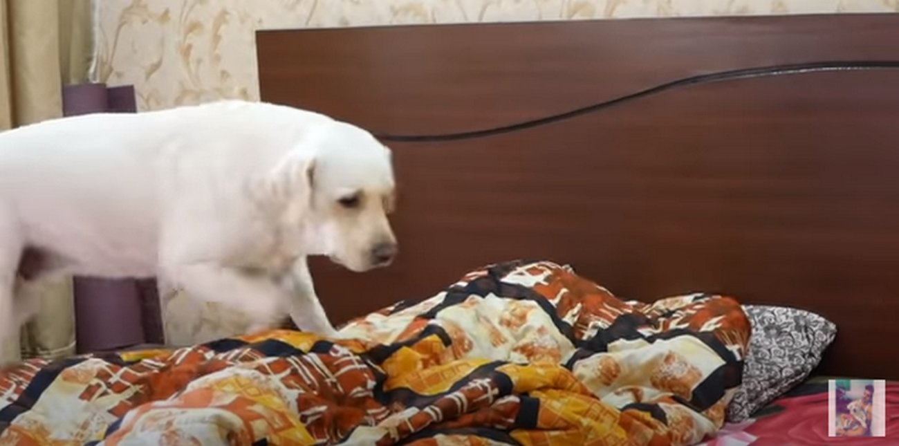 ラブラドールレトリーバー,動画