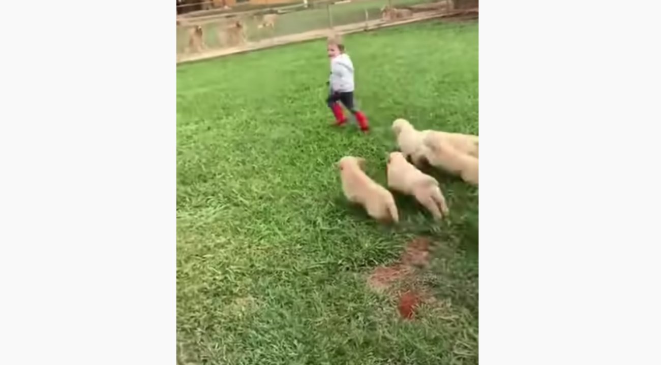 ゴールデンレトリーバー,動画