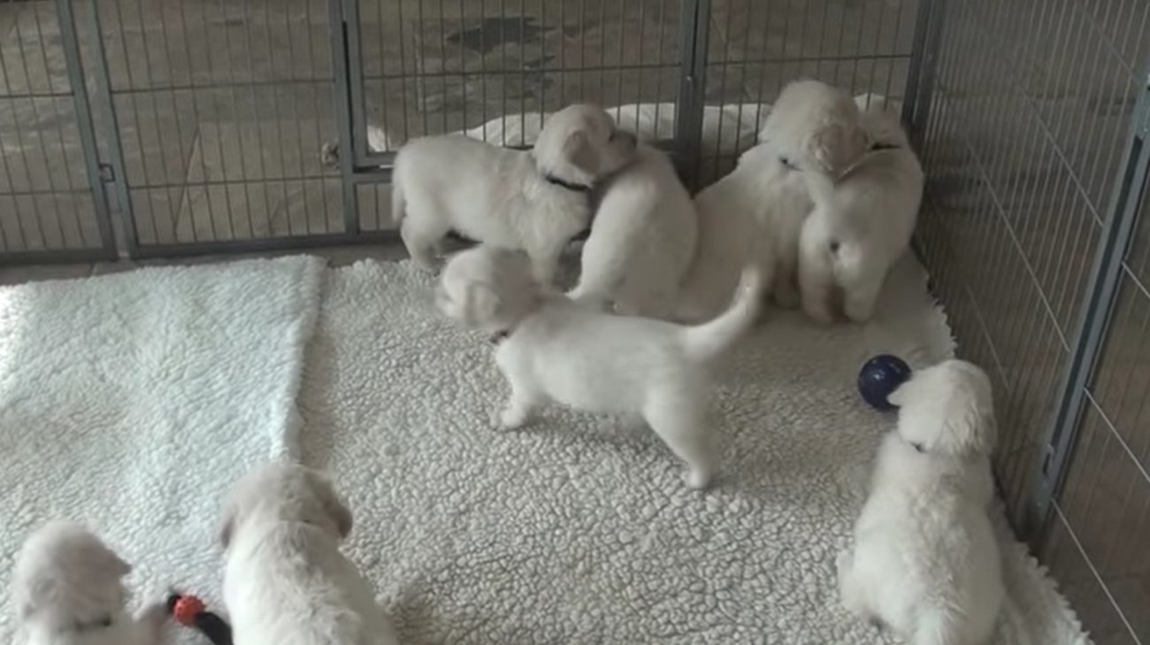 ゴールデンレトリーバー,動画