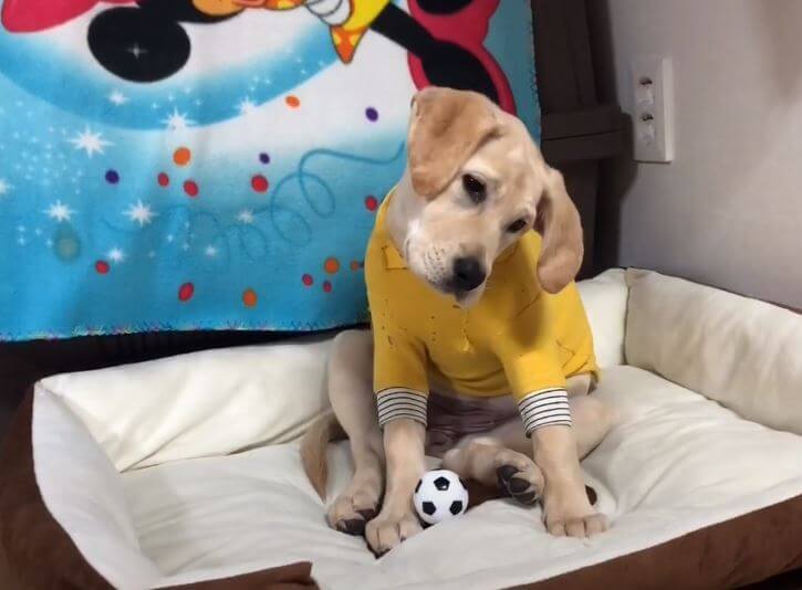 ラブラドールレトリーバー,動画