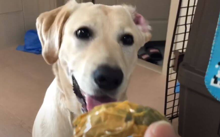 ラブラドールレトリーバー,動画