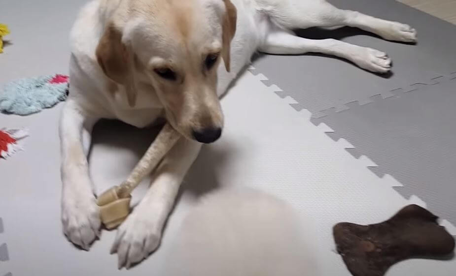 ラブラドールレトリーバー,動画