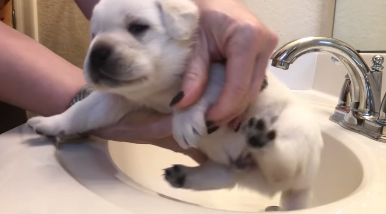 ラブラドールレトリーバー,動画