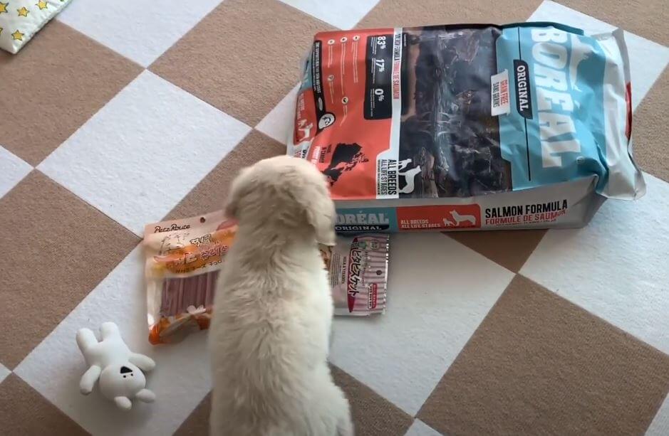 ゴールデンレトリーバー,動画